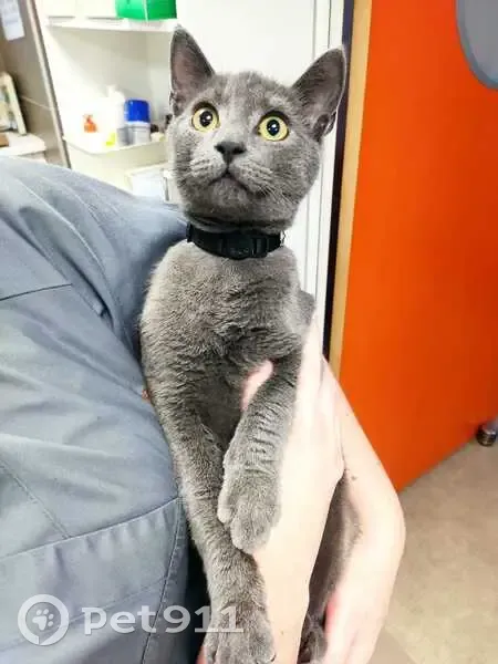Chat gris trouvé, 8 mois, St-Grégoire - photo