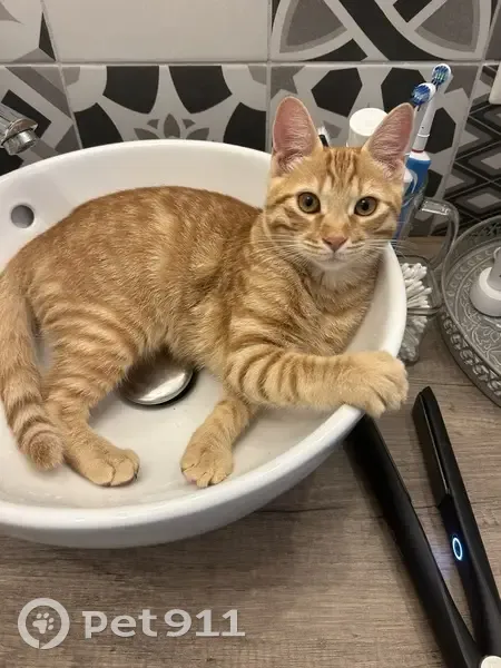 Chatte rousse Nala perdue à Cassagnoles - photo