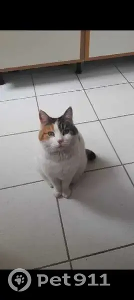 Chatte peureuse disparue à Villeneuve-le-Roi - photo