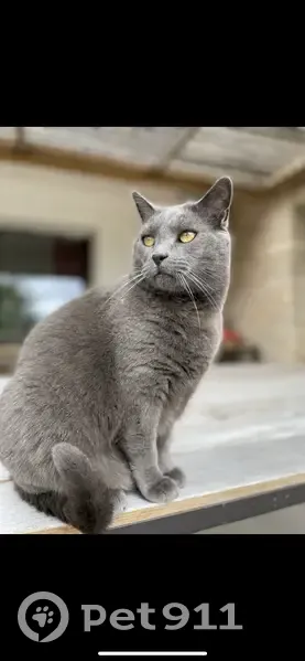 Chat perdu, tache blanche épaule droite - photo