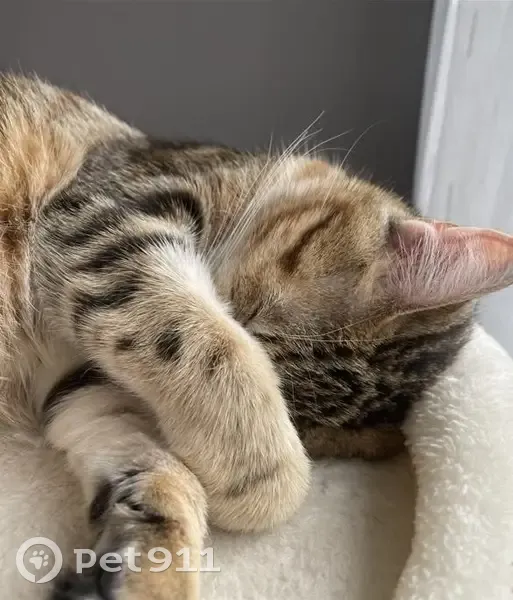 Chat tigré disparu à Chelles - photo