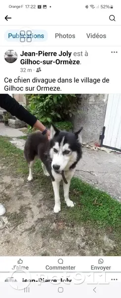 Chien husky trouvé à Gilhoc-sur-Ormèze - photo