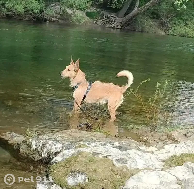 Chien disparu à Annebault, Normandie - photo
