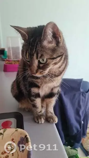 Nougatine, chatte tigrée perdue à St-Léger - photo