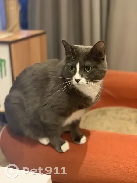 Chatte grise-blanche disparue à Mosnes - photo