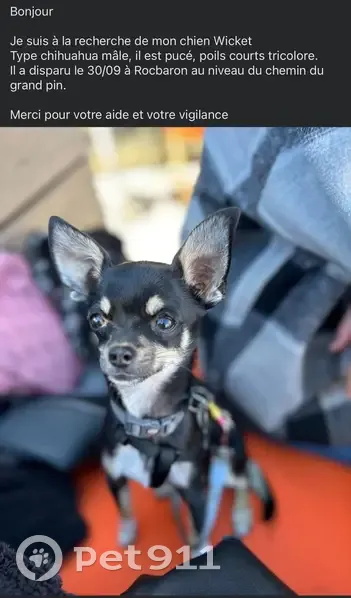 Chihuahua tricolore perdu à Rocbaron - photo