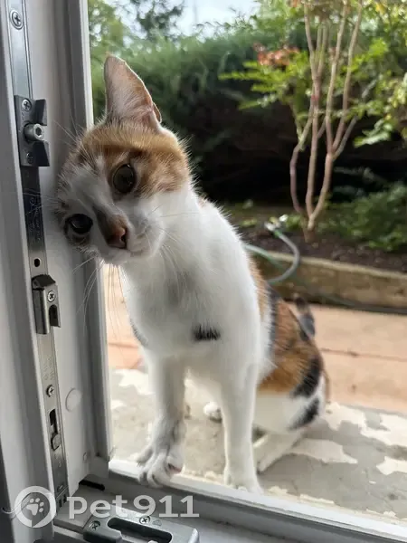 Chat trouvé maigre et joueur à Brindas - photo