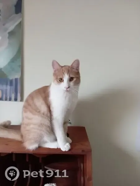 Chat disparu à Lannion : vol suspecté - photo