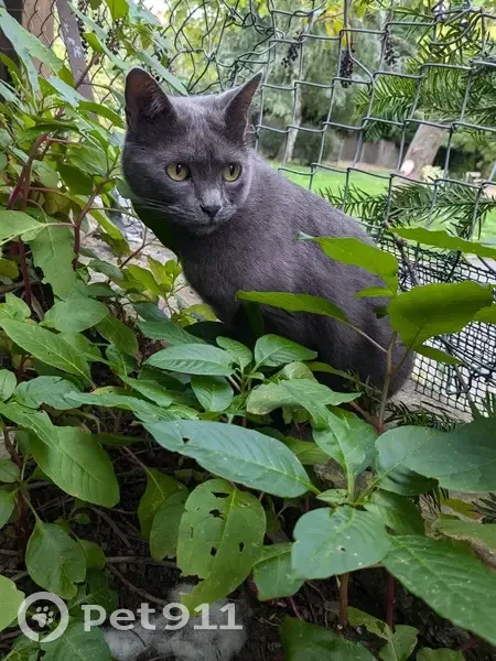 Chat chartreux gris trouvé à Saint-Genis-Laval - photo