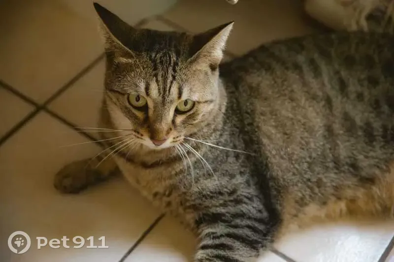 Chat tigré perdu, rue Aristide Ollivier - photo
