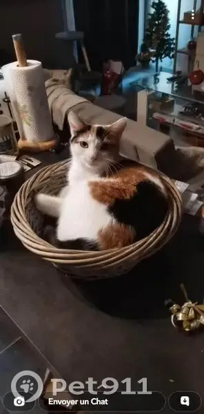 Chatte Canelle disparue à Bordeaux - photo