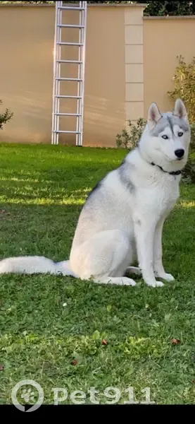 Husky mâle 1 an perdu à Blaru - photo