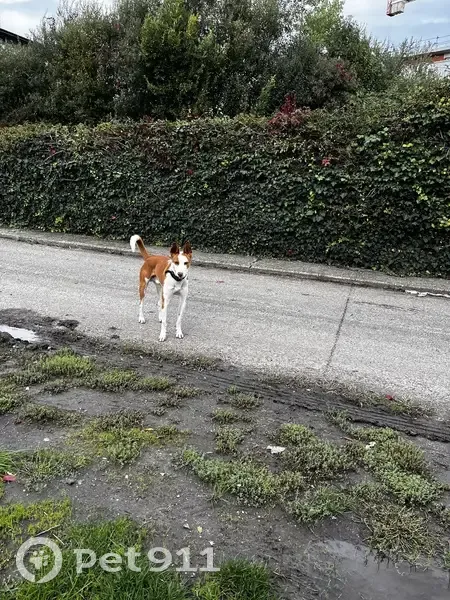 Chien Podenco marron/blanc trouvé à Floirac - photo