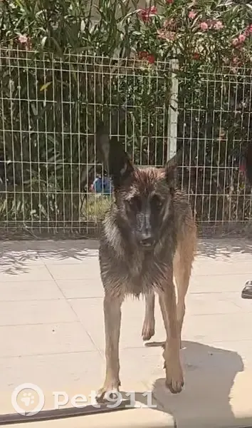 Chien perdu à Marguerittes, Occitanie - photo