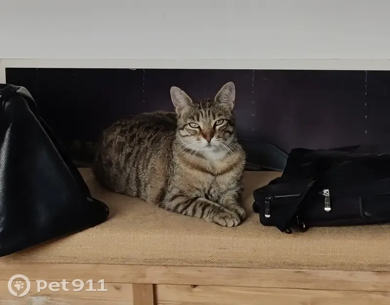 Chat européen disparu au Havre quartier St-Nicolas - photo