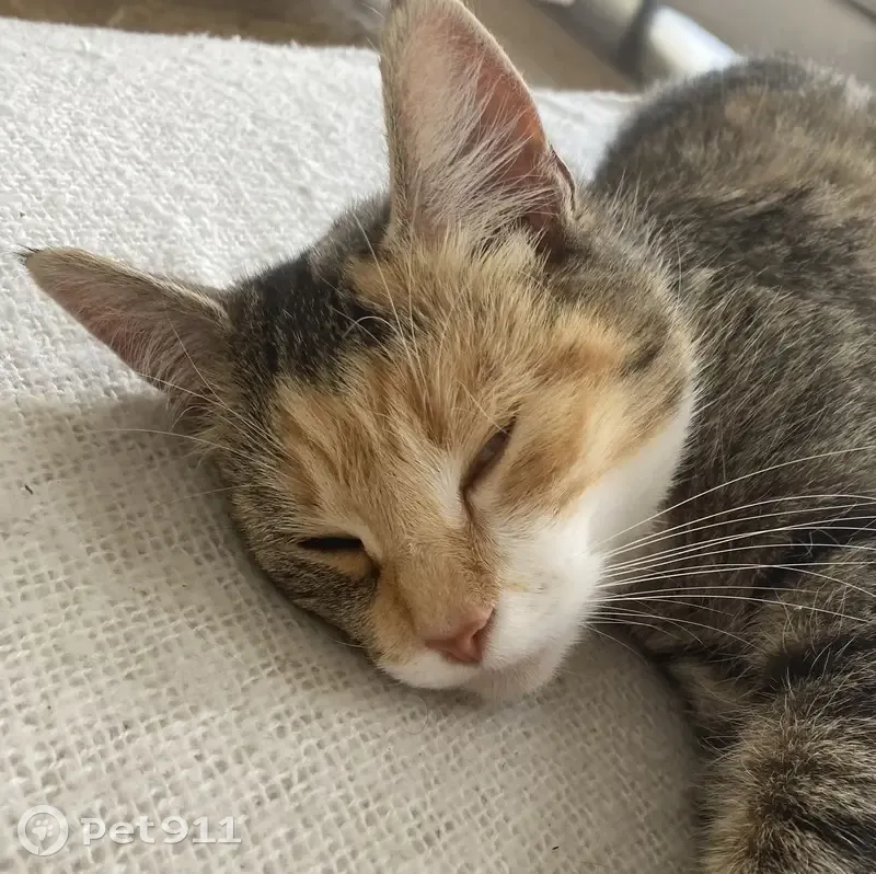 Petite chatte tricolore cherche foyer - photo
