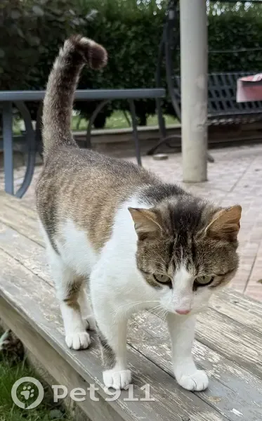 Chat mâle câlin trouvé à Laizé - photo