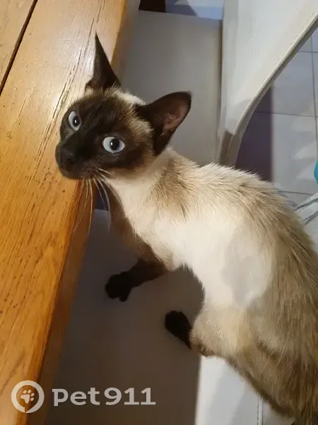 Jeune chatte amaigrie trouvée à Saint-Avé - photo