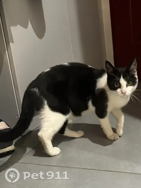 Chatte noire et blanche trouvée à Montluçon - photo