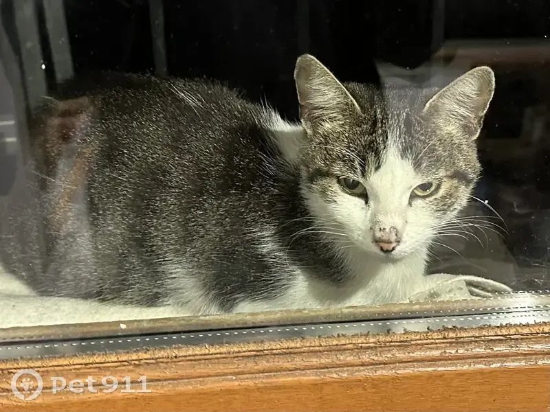Chatte blanche et grise trouvée à Marseille - photo