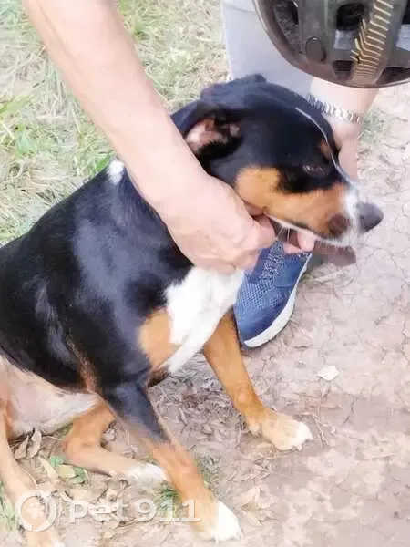 Chien trouvé près du canal du Midi - photo
