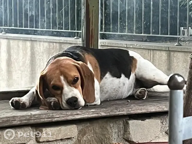 Beagle femelle perdue à Villarzel-du-Razès - photo