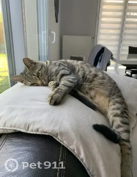 Chat tigré 5 ans perdu à Rillieux-la-Pape - photo