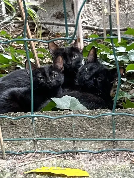 Chat trouvé Rue Paul Castagnier, Saint-Fons - photo