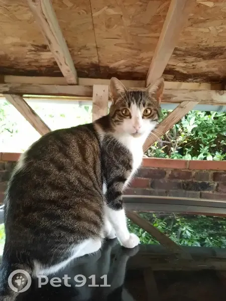 Chat mâle tigré-blanc disparu à Aulnay - photo