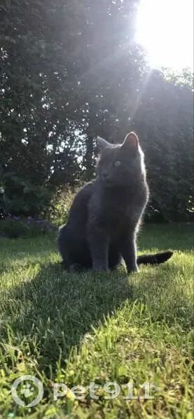Chatte grise craintive perdue à Marchiennes - photo
