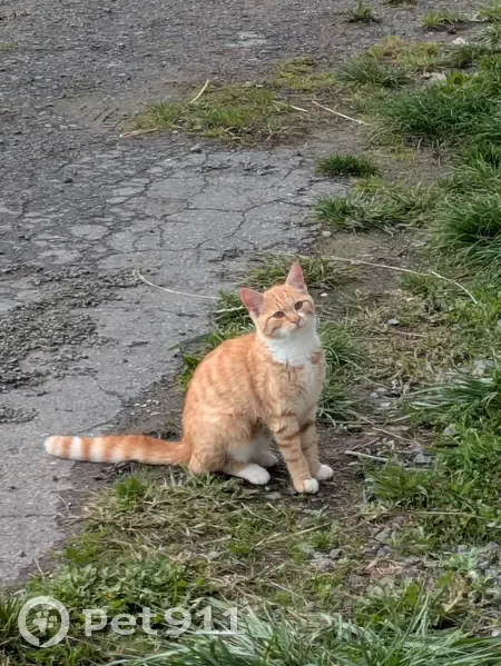 Jeune chat roux trouvé à Linselles - photo