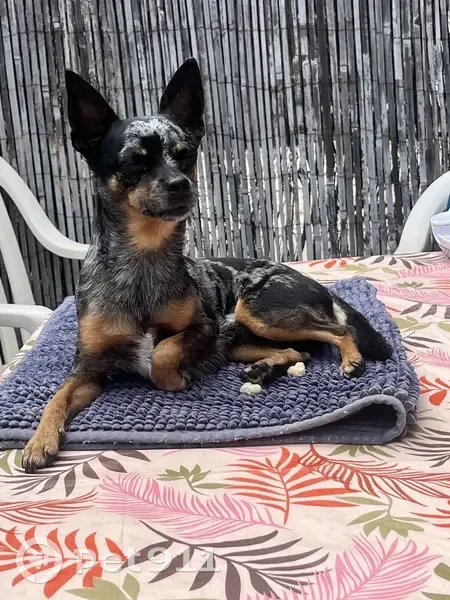 Chihuahua bleu merle perdu à Perpignan - photo