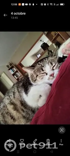 Chatte 10 ans perdue près tram Laiterie - photo