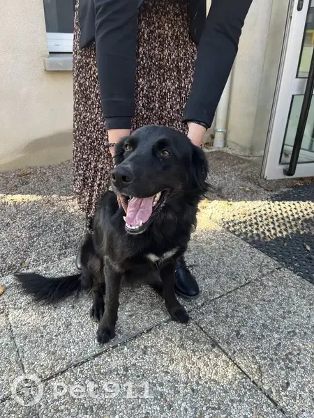 Chienne type berger trouvée à Chambaron - photo