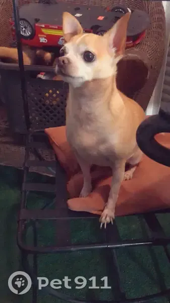 Chienne malade perdue à Gémenos : Gaya - photo