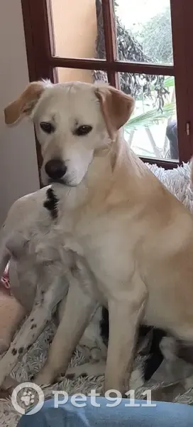 Chien crème disparu à Talasani - photo