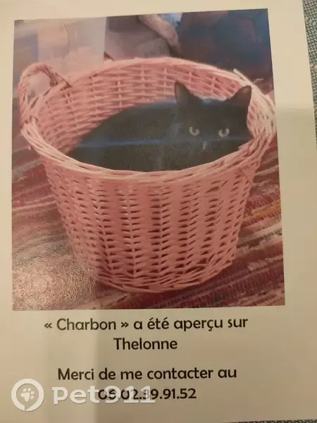 Chat noir castré 4 ans perdu à Bazeilles - photo