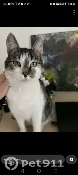 Chat Maigre Castré Trouvé à Mouvaux - photo