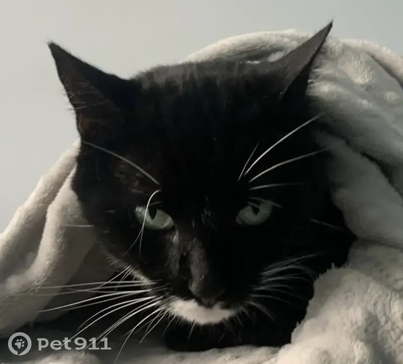Chat noir perdu à Sainte-Gemmes-sur-Loire - photo