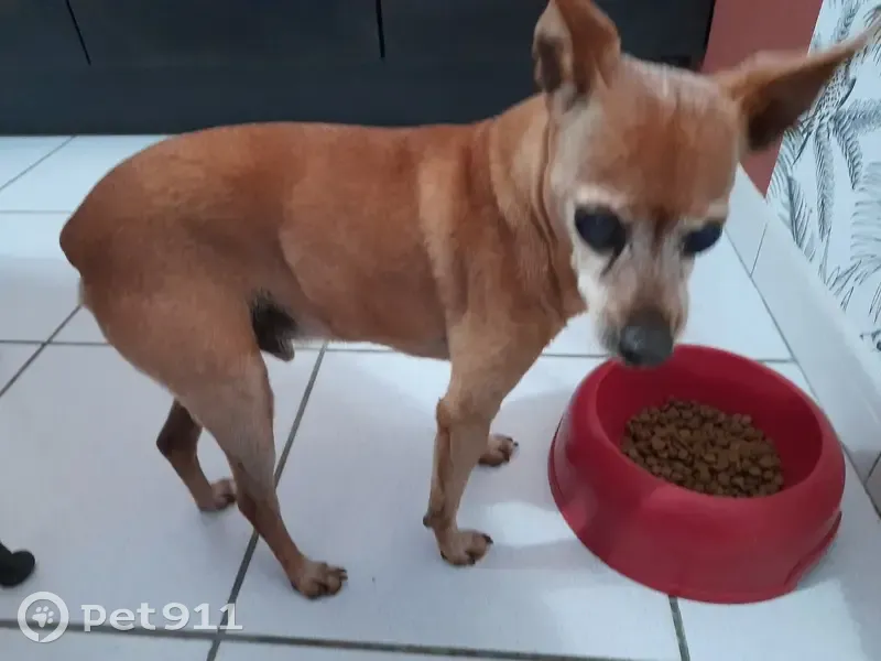 Petit chien marron trouvé à Roullet - photo