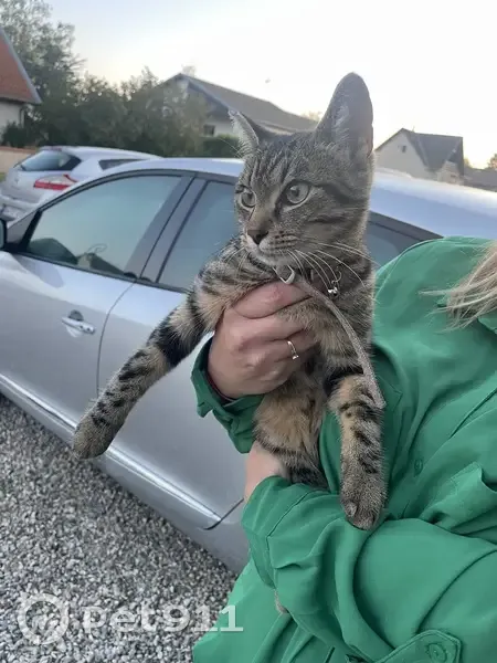Chat tigré trouvé à Sainte-Barbe - photo