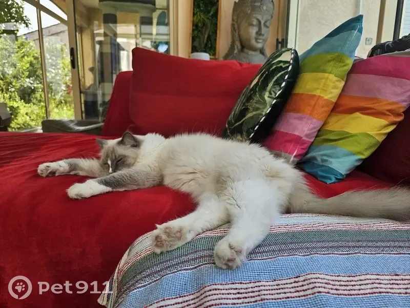 Chat ragdoll 5 kg perdu à Grabels - photo
