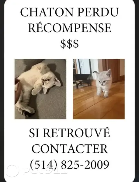 Chat blanc perdu, blessure tête, Rue Viau - photo