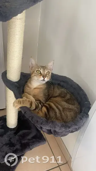 Chatte tigrée disparue à Homblières - photo
