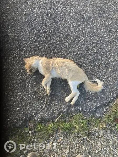Chat mort trouvé près de la route à Panassac - photo