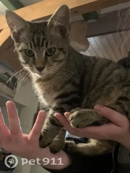 Chaton mâle tigré trouvé à Montécheroux - photo