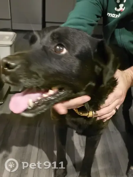 Petit chien noir trouvé avec collier beige - photo