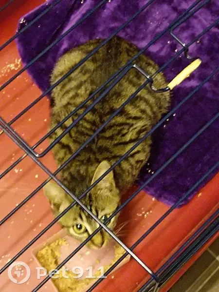 Chaton trouvé sans collier à Évry-Courcouronnes - photo