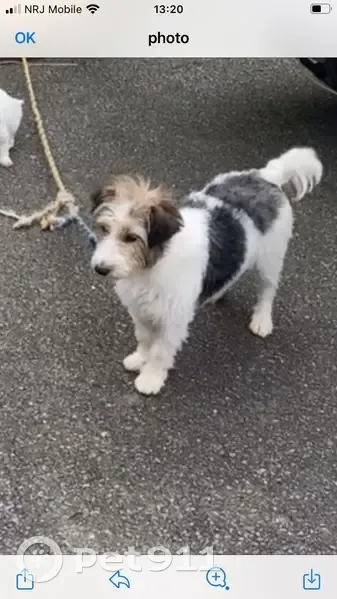 Chienne Jack Roussel croisée perdue à Chelles - photo