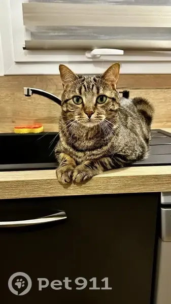 Chat tigré disparu à Verson : Speedy/Loulou - photo